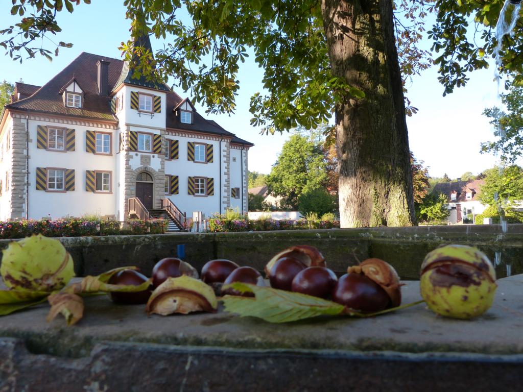Foto Wasserschloss Entenstein im Herbst mit Kastanien